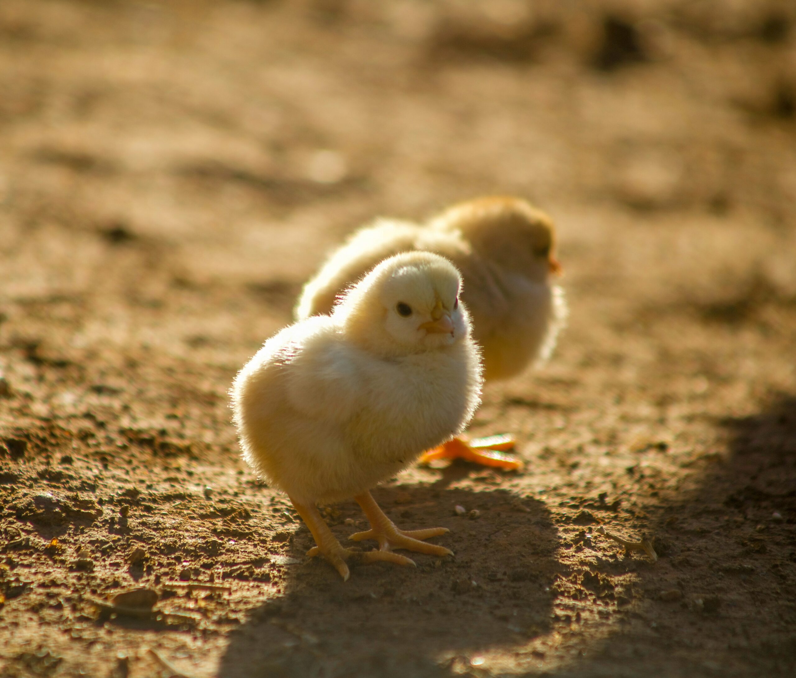 Protected: The Young Chicken